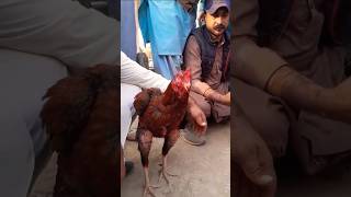 Jord ho gya h aseelkailaj aseelmurga aseelmurgakipehchan murga chickenrecipe aseel [upl. by Manya]