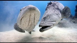 Diving the quotCod Holequot on Australias Great Barrier Reef after Cyclone Yasi  underwater footage [upl. by Llen]