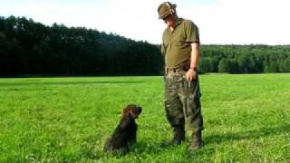 Dog training  bark on command  Szkolenie psa  daj głos [upl. by Michaele]