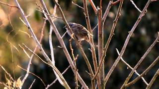 Dunnock singing  Heckenbraunelle singt [upl. by Weywadt]