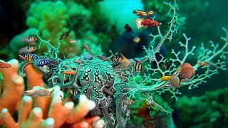 Coral Backgrounds Digital Fish Aquarium 4K 60FPS Relaxing Fullscreen Screensaver [upl. by Cass]