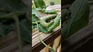 Hornworm reels nature youtubeshorts fypシ゚viral instagram tiktok fbreels fypシ゚ viralvideo [upl. by Booker]