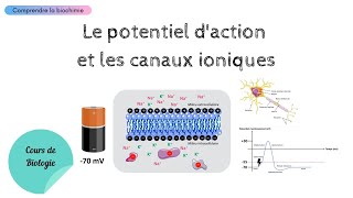 Le potentiel daction  Cours de Physiologie  Biochimie Facile [upl. by Mailliwnhoj]