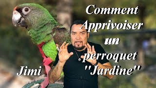 Comment apprivoiser un perroquet Jardine [upl. by Lello]