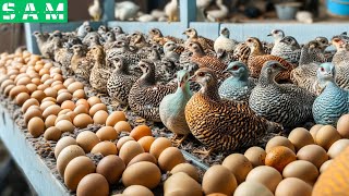 How To Run a Quail Farm That Produces Billions of Eggs Every Year  Modern Quail Farm [upl. by Bryana]