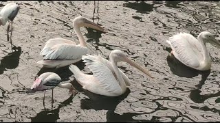 Pelican eating fish  Long beak Pelican [upl. by Boycie]