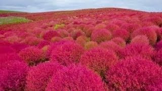 How to Germinate and Grow Japanese Pink Kochia Scoparia Grass Seeds  Part 1 [upl. by Huxham]