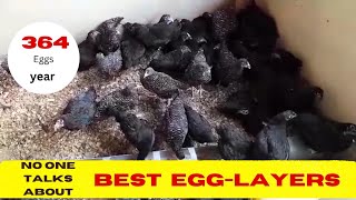 I BOUGHT BEST LAYER CHICKEN BREED THAT LAY UP TO 364 EGGS PER YEAR [upl. by Eleonora]