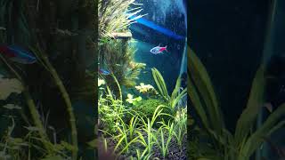 Cute tetras aquariumaquascape fishaquarium aquarium neontetra plantedaquarium [upl. by Nirok]