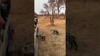 Young Hyenas showing interest in Tourist Vehicle  wildlife lion hyena viralshorts animals [upl. by Yeldahc]