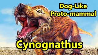 Cynognathus The Giant DogLike Cynodont of the Triassic Period [upl. by Anerom]