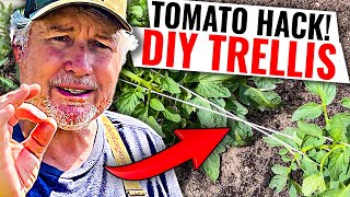 The STRONGEST Tomato Trellis Youll Ever Need In The Garden [upl. by Duester39]