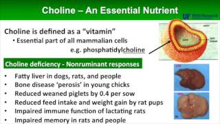 Choline A Required Nutrient [upl. by Oad]