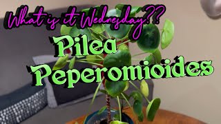 PILEA PEPEROMIOIDES Plants INFO and CARE Houseplant HOW TO [upl. by Sirroned]