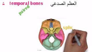 المختصر المفيد عظام الصدغ  temporal bones [upl. by Yecniuq777]