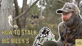 Bowhunting Goats Australia Selffilmed Double Angle Kill Shots On Some Nice Big Billys [upl. by Anaeli]