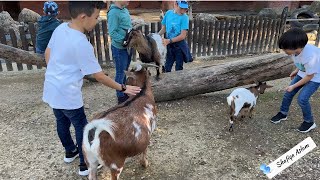 Knies Kinderzoo in Rapperswil Switzerland 🇨🇭  باغ وحش برای کودکان ، روز خاص برای امیر و سمیر💙 [upl. by Woods]