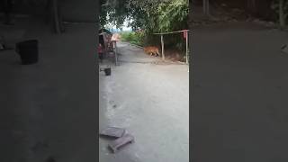 tiger 🐅 Darrang district Assam highlights tiger animals farming subscribe viralvideo wildlife [upl. by Apollus]