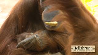 OrangUtanBaby im Tierpark Hellabrunn [upl. by Angelis]