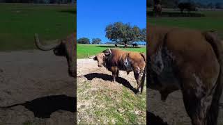 GANADERÍA LUIS ALGARRA FINCA🇪🇸 LA CAPITANA sevilla toros pecuaria campo verde cultural bravos [upl. by Yumuk]