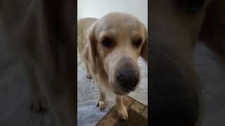 Darr Gaya Dog world best dog youtubeshorts viral shorts [upl. by Tedman]