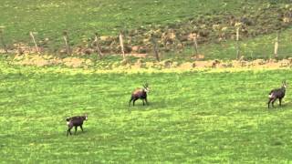 Chamois ivres ils pètent les plombs [upl. by Artemas990]