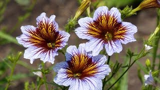 Cómo sembrar Salpiglossis Sinuata Panza de burro o Palito amargo  TvAgro por Juan Gonzalo Angel [upl. by Azriel]