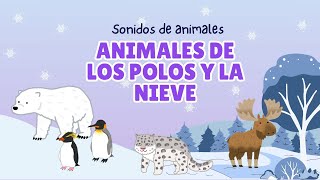 Sonidos Animales de los Polos y la Nieve ¡Un Viaje nevado [upl. by Sivet]