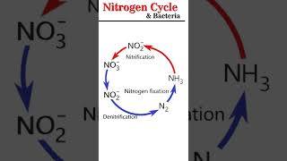 Nitrogen Cycle amp Bacteria microbiology [upl. by Crosse665]