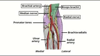 Antecubital fossa contents MRCS question solve CRACK MRCS [upl. by Orelle]