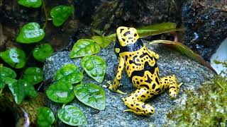 Fine spotted Dendrobates Leucomelas calling [upl. by Lail]