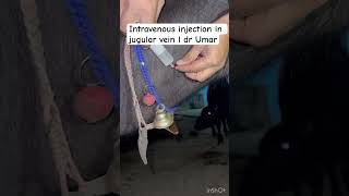 Intravenous injection in jugular vein l dr Umar khan [upl. by Rhonda20]