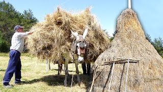 BARGA de HIERBA ancestral Corte con DALLA transporte en CABALLERÍAS y almacenamiento en MODOLONES [upl. by Ariana]