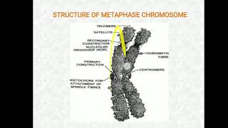 Structure of Mitotic Metaphase chromosome [upl. by Hathaway]