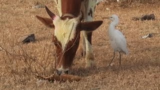 Cattle egret with cow [upl. by Jefferey]