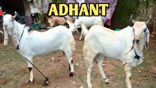 Big Size Adhant Kota Goat At Rauf Goat’s [upl. by Nevet315]