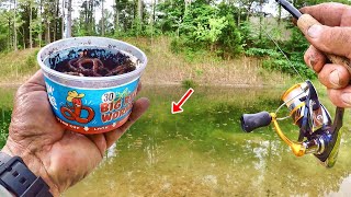 HUGE BLUEGILL EVERYWHERE EASY Way To Catch Panfish From The Bank [upl. by Whitcomb]