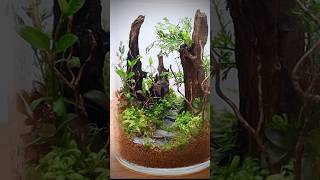 Closed terrarium with aquatic plants [upl. by Arihsak]