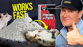 Killing Rats at Home with Plaster and Baking Soda  This works FAST [upl. by Clementine614]