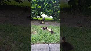 Family at Villagio enjoythefloridalifestyle portorange duckling [upl. by O'Connell]