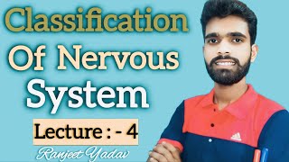 Classification of nervous system ॥ Anatomy and physiology of nervous system [upl. by Theobald320]