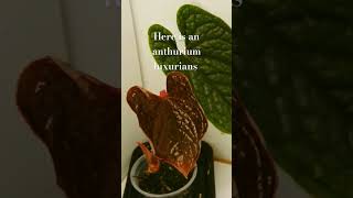 Anthurium Luxurians new leaf time lapse [upl. by Amle]