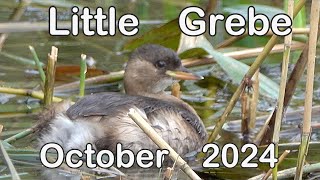 Little Grebe  Oct 2024 [upl. by Ellenej]