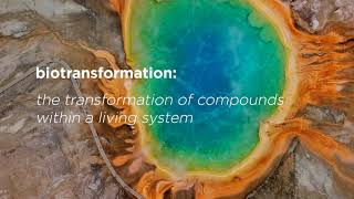 What is biotransformation [upl. by Flavian]