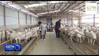 Lélevage de moutons augmente les revenus des villageois dans le Shanxi [upl. by Damalis]