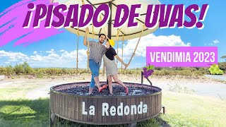 VISITAMOS LA REDONDA EN QUERÉTARO  Pisado de UVAS🍇  CONOCE cómo hacer VINO🍷 Vendimia 2023  DyA [upl. by Sehcaep]