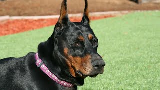 Fun Activities for Your Doberman Pinscher Hide and Seek [upl. by Ruthe]