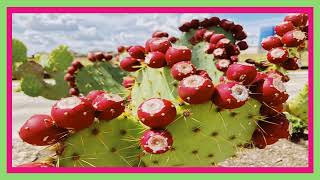 knowledge  Prickly  Pear  Cactus [upl. by Croft749]