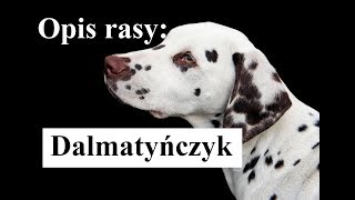 DALMATYŃCZYK  opis rasy charakter pielęgnacjazdrowie odżywianie [upl. by Finer]