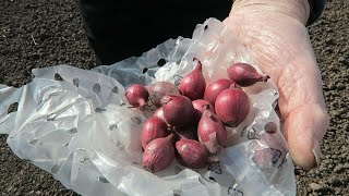 Planting Onion Sets Sowing Carrot seed Fertilizing Strawberries [upl. by Loggins]